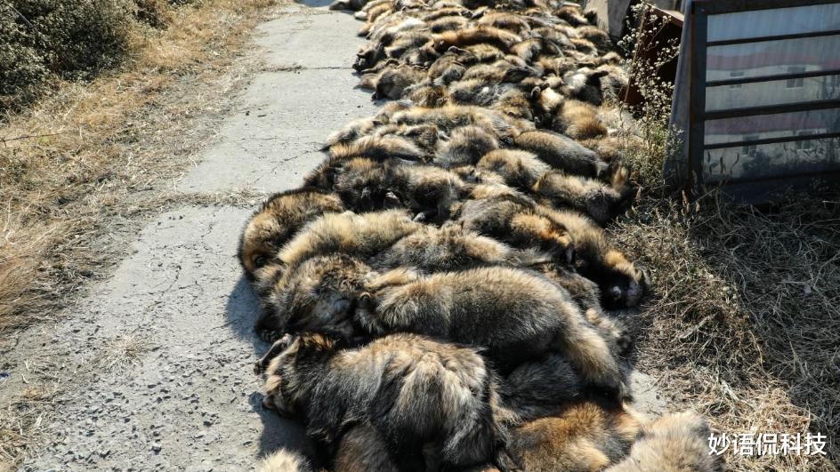 黄金 又一行迎来“破产潮”？曾是“软黄金”，现在半价没人要