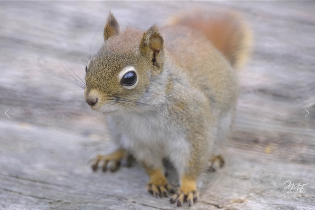 |肯高图丽正式发布折返镜头400mm F8 N II S