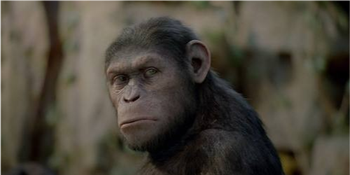 黑猩猩 一场为期4年的猩猩大战，它们用战争告诉人类，人和动物没区别