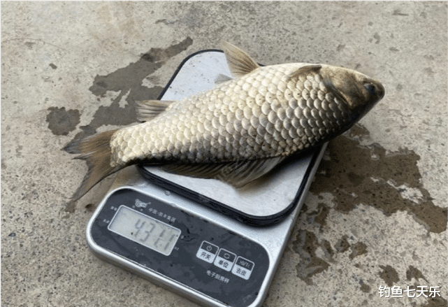 南昌|一天限钓20斤，鲫鱼单尾不低于200克！南昌垂钓规范引发热议