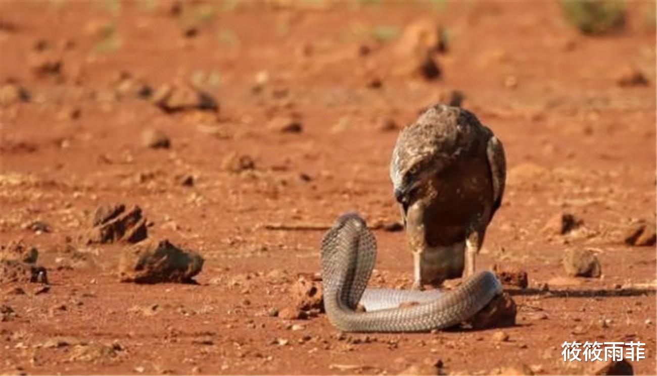 毒液 蛇的弱点你知道哪些?在野外碰到蛇该怎么做呢?