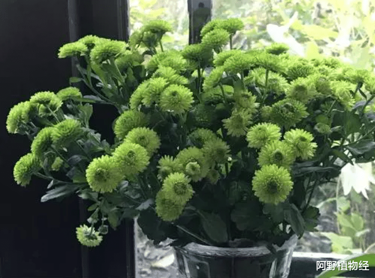 植物|住新家不能少了植物，10种花卉价格便宜好成活，吸甲醛能力也超赞