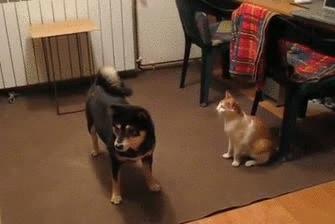 芷兰小时光|猫与狗虽然不是天敌,但成为朋友却很难,其实本质原因是这样的