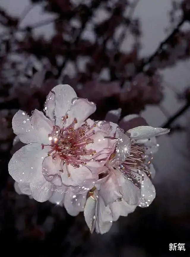 日本|她能代表日本审美的最高水平？凭什么