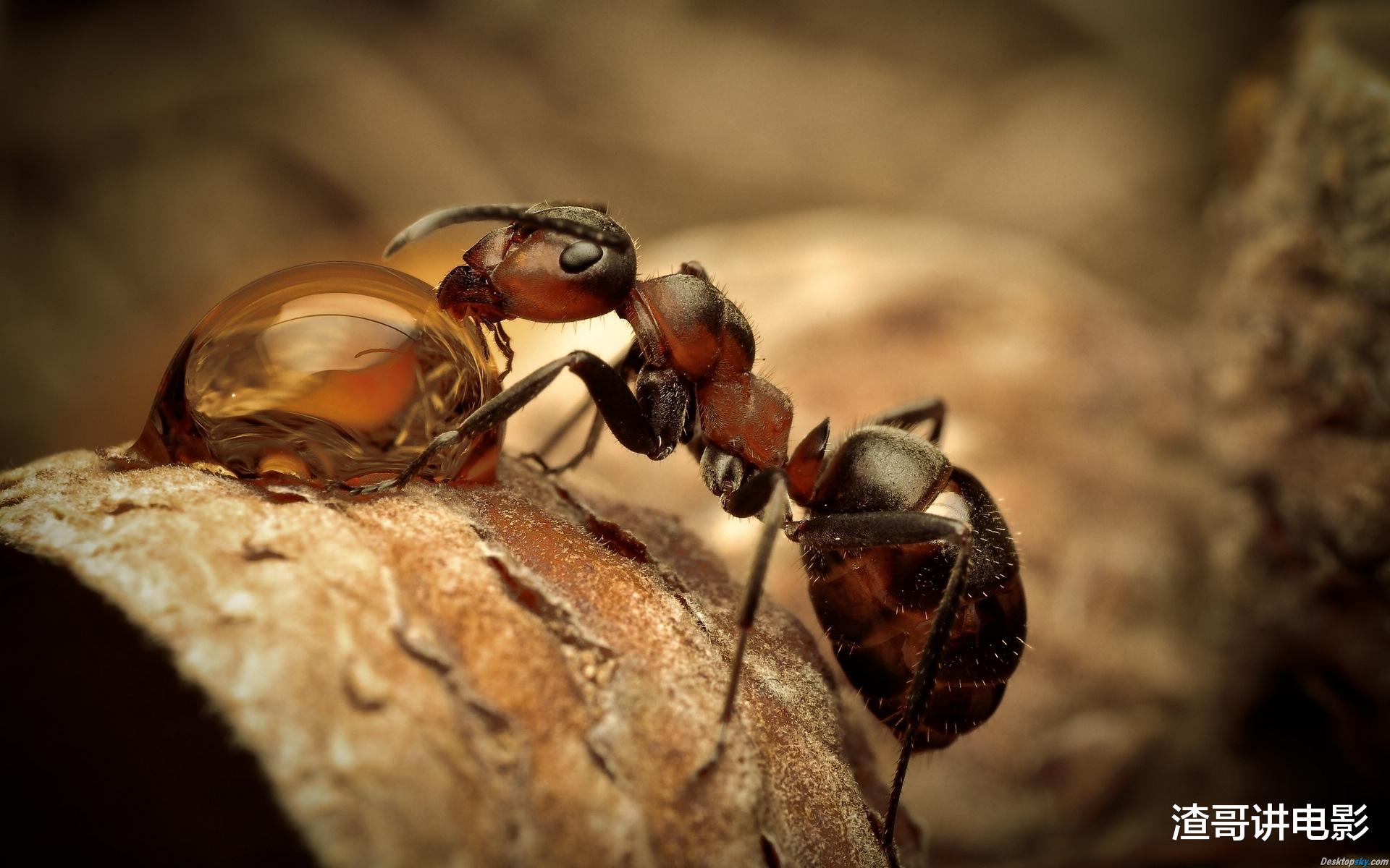 蚂蚁智慧有多牛?不搬食物搬树叶,自己回家“种蘑菇”!细极思恐