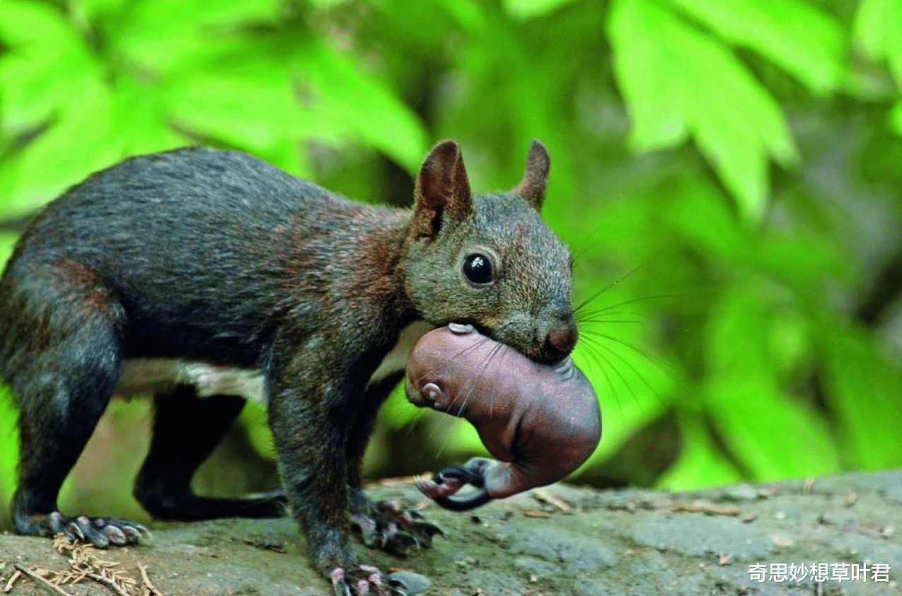 节肢动物 生活中最恐怖的寄生虫，把宿主当傀儡，榨干宿主之后令其自尽！