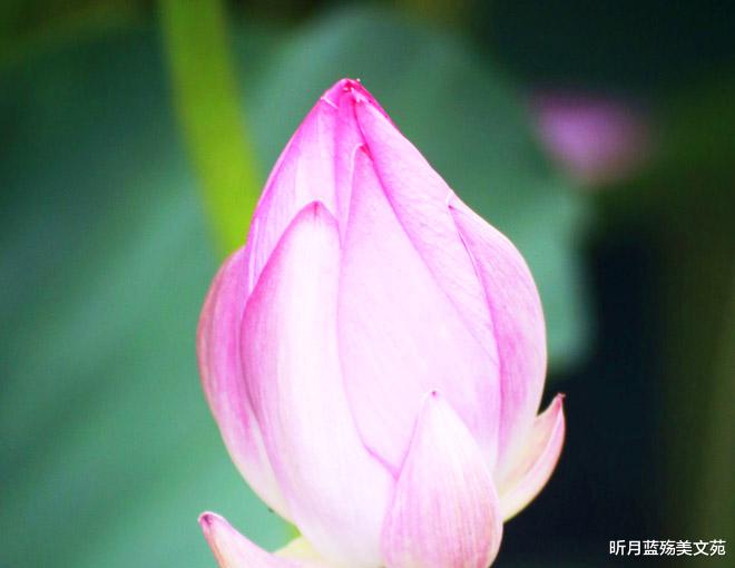 昕月蓝殇美文苑|一往情深,一生牵挂,爱你到老