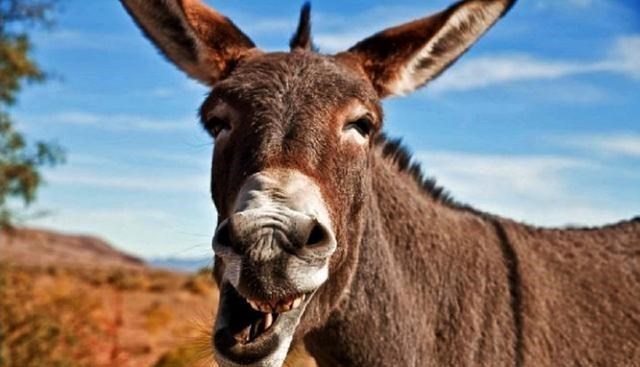  你好不好奇：驴究竟有什么特殊能力，为什么马永远无法取代它呢？