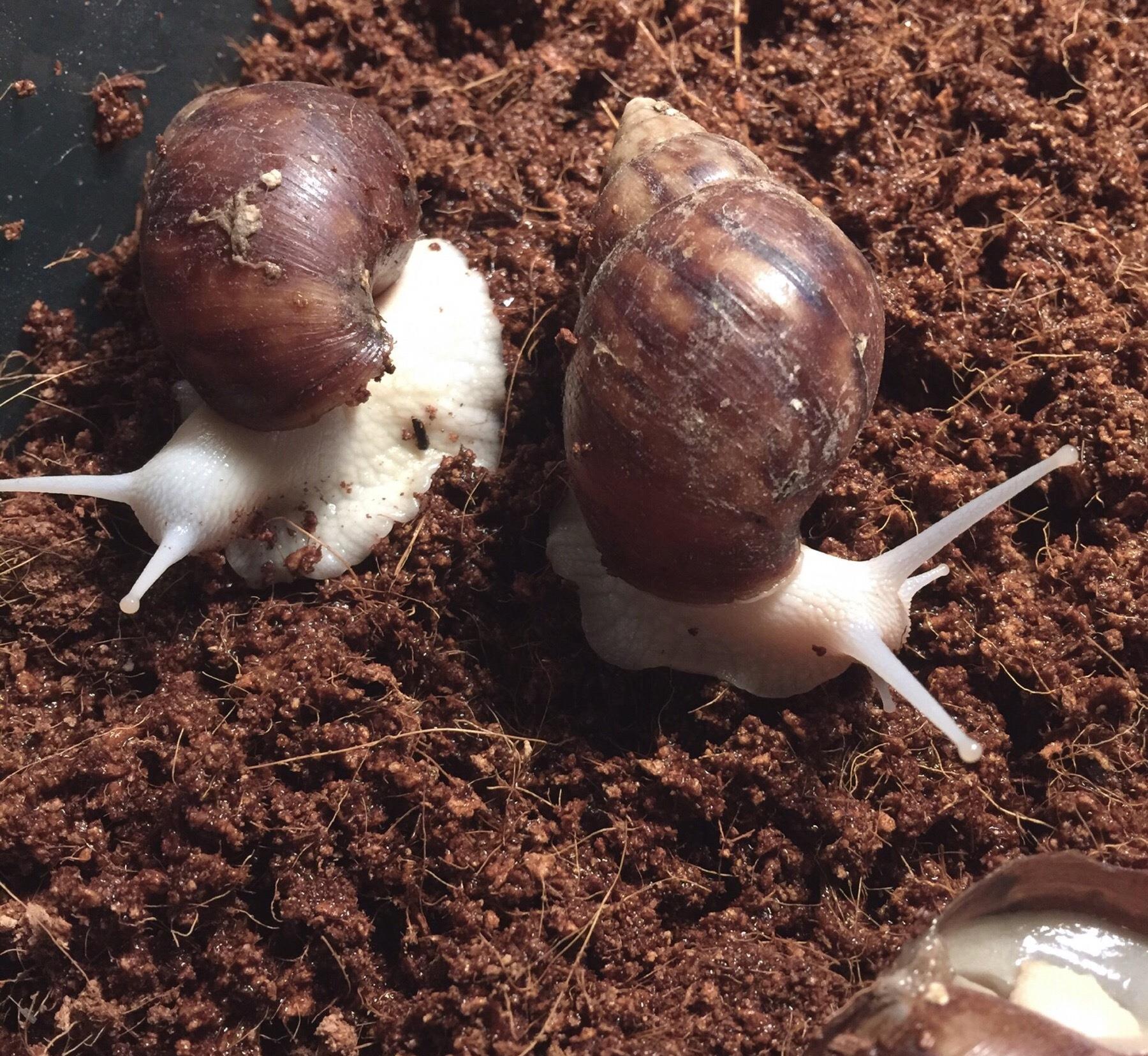 种上阳台|孩子回到家，看到家中来的新朋友“三只小蜗牛”！