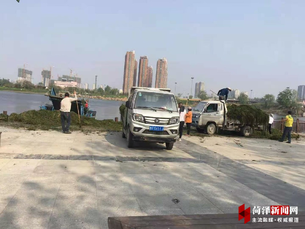 牡丹晚报 赵王河里割水草，美化菏泽为花会助力