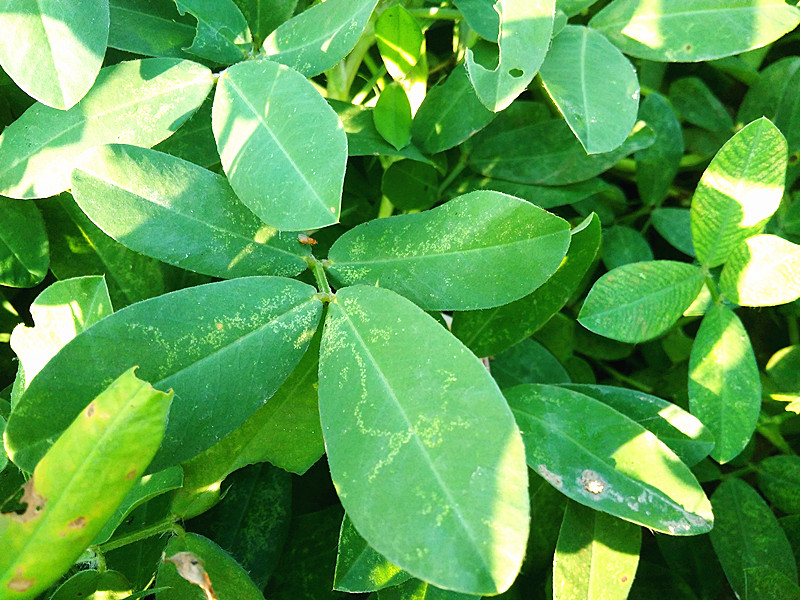 花生|花生叶治疗失眠有奇效