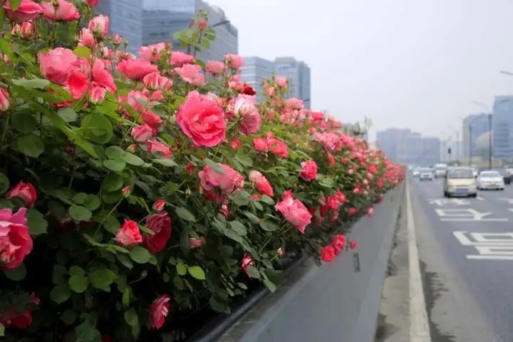 守候落秋 江苏和浙江经济发达,为何没有一线城市?