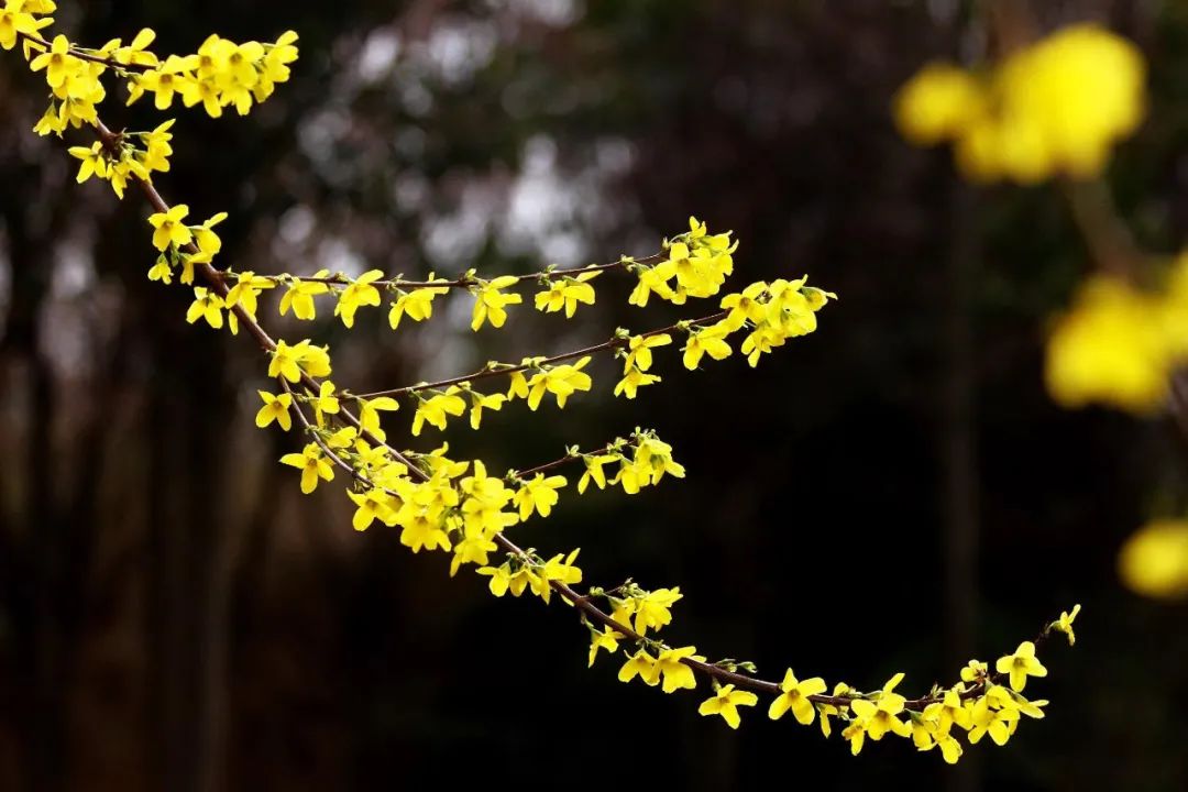 中药|它源自《本经》，清热解毒、消肿散结、疏散风热，还是防瘟良药