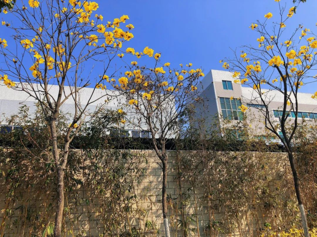 业主交流 太靓啦!珠海满城遍地“小黄花”!快快约起来!