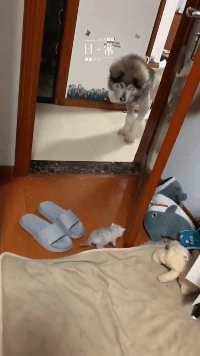 萌萌萌说|给你500万，但你在一年之内必须完成下面一个任务，你会怎么选？