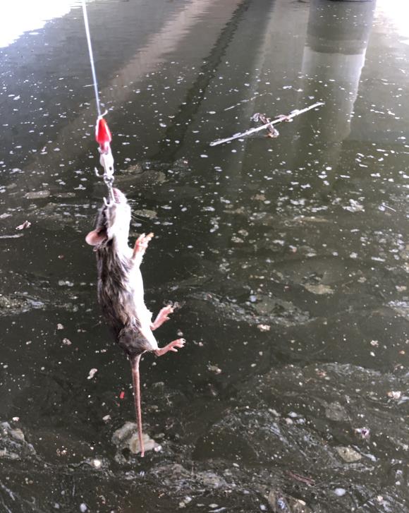 |除了钓不到鱼，真的什么都能钓到，你都钓起来过哪些奇葩？