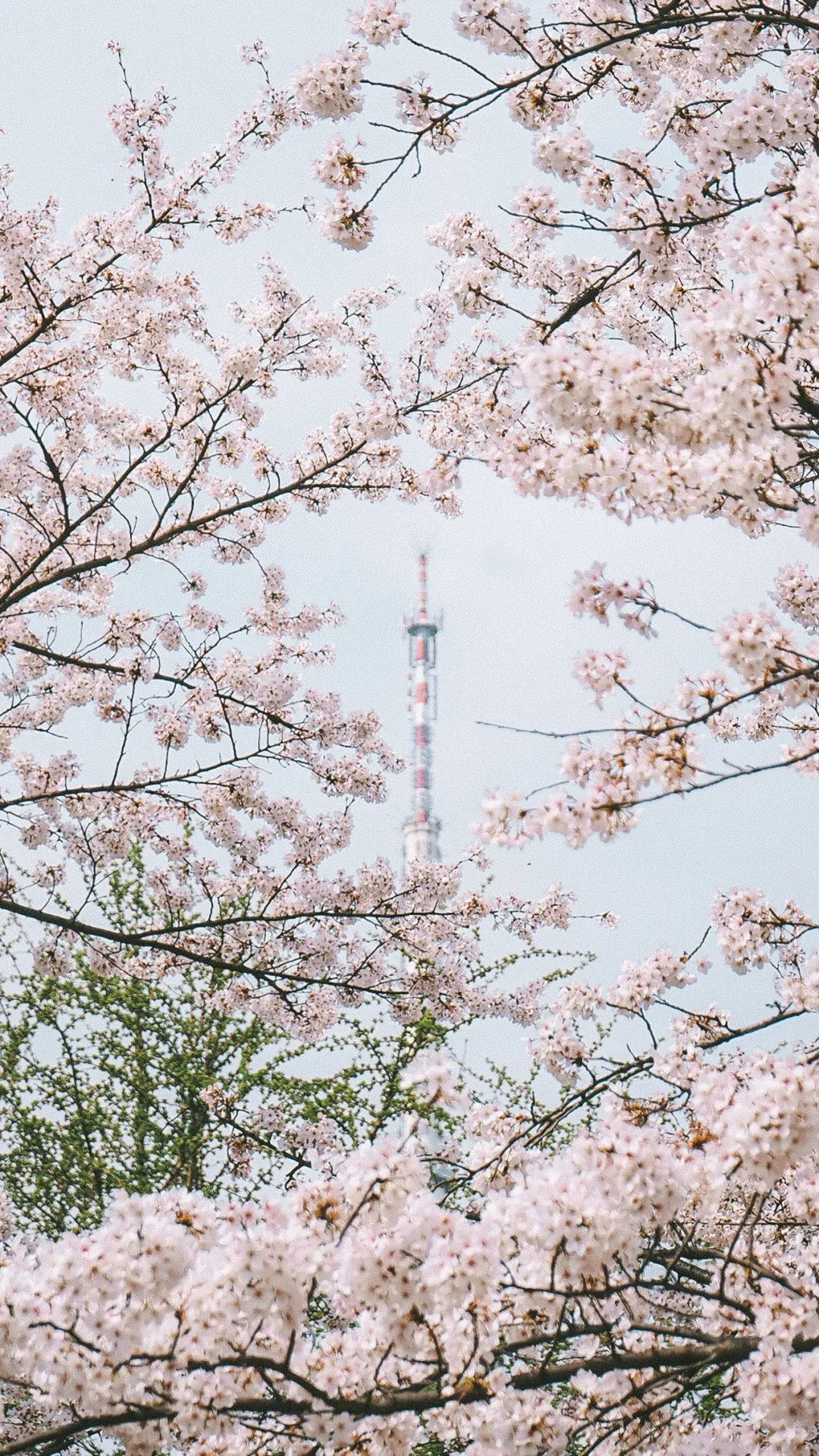 福建省 中国“樱花之都”火上热搜：去年欠自己的旅行，是时候了！