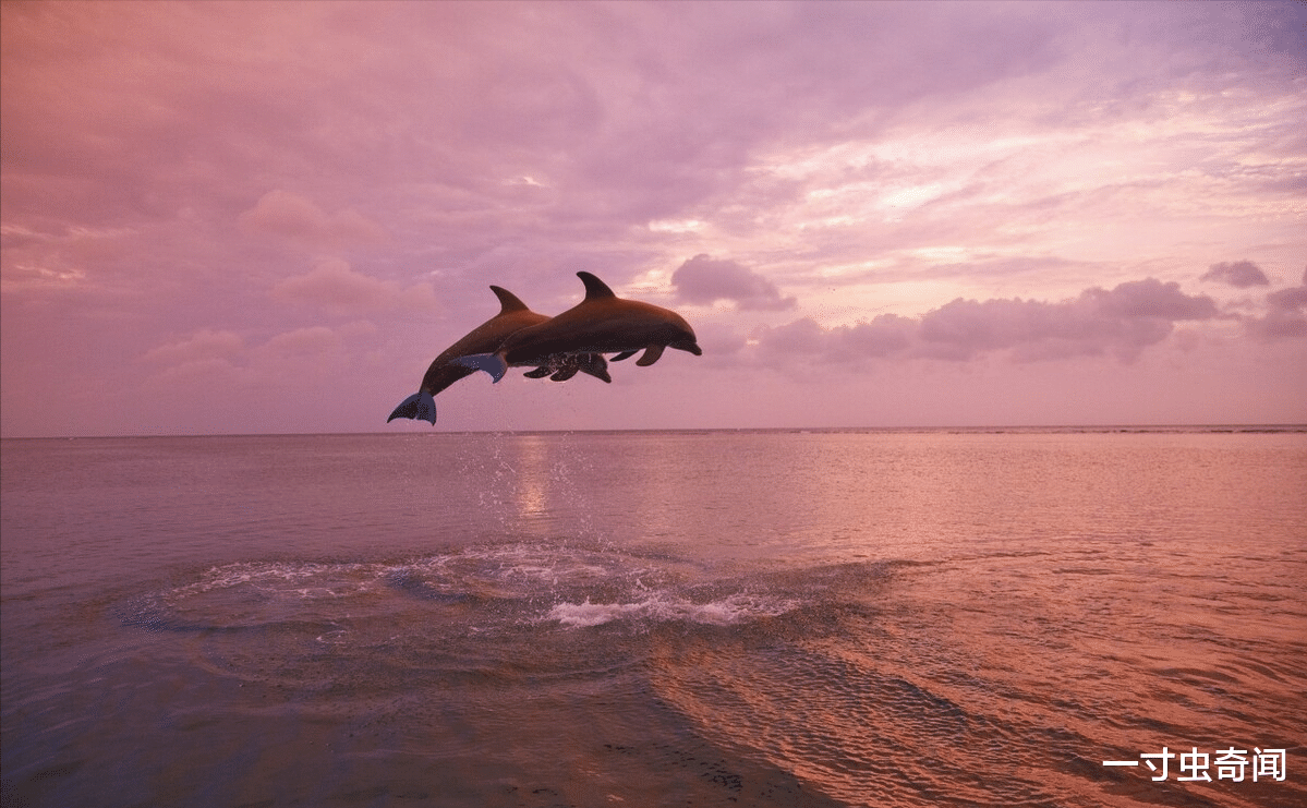 圃田乡 人与动物有何本质区别？人是造物主创造的吗？人有太多不合理之处