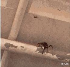 美人阁 以为是个王者，没想到是个废铁哈哈哈