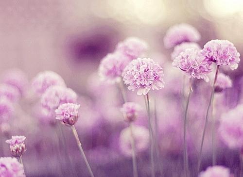 仲念念|如果你心里,藏着一个放不下的情人,请记住莫言的三句话