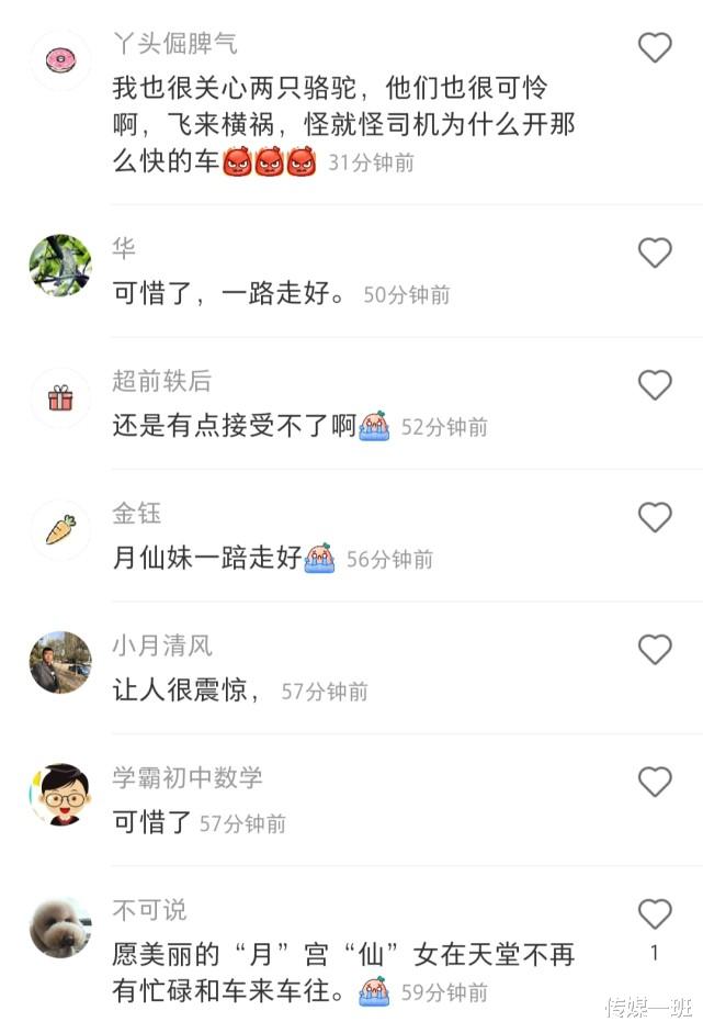 于月仙|于月仙车祸去世现场惨烈：骆驼内脏散落四处，同行其余三人都生还