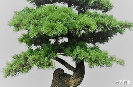 滴天居士|请为自己种一棵招财树！