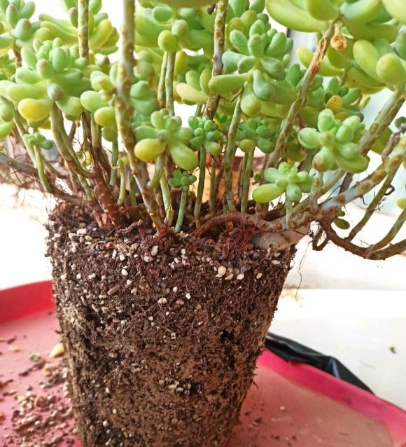 向阳园艺 多肉配土，搞清楚颗粒土，泥炭土，不懂不要乱配，吃大亏的