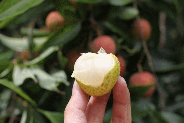 水果|最长肉的水果排行榜，热量比米饭都高，减肥期间要忍住！