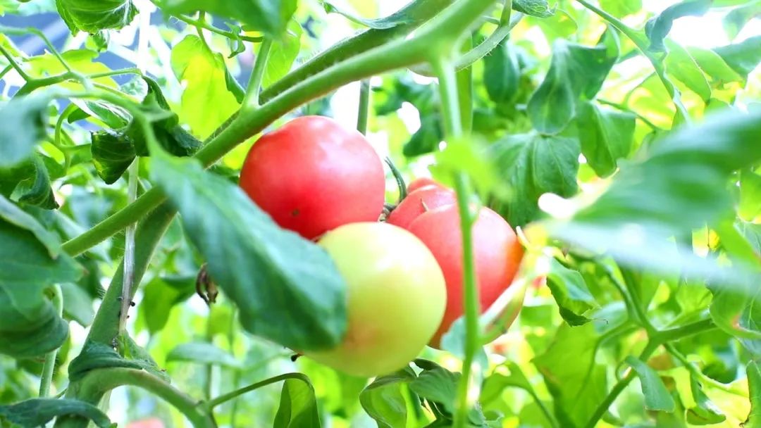 任澤區快報 孟紅澤：十年磨一劍，農業“小白”到致富帶頭人的蛻變之路