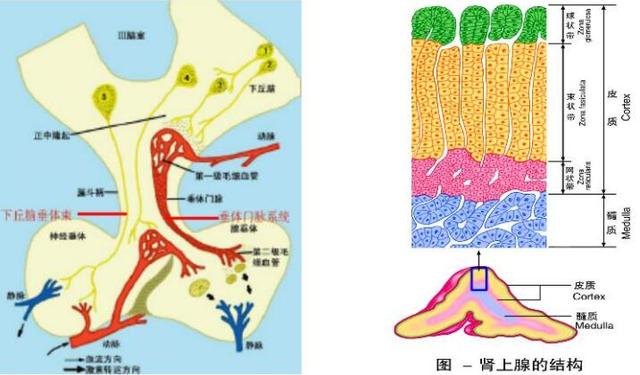 一加科技 直径0.000001毫米的针直穿大脑，会有什么感觉？