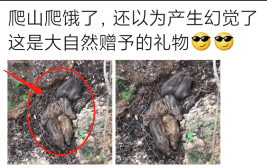 |“爬山的过程中消耗体力不少，于是看到眼前这一幕！”哇哈哈，从哪下口？