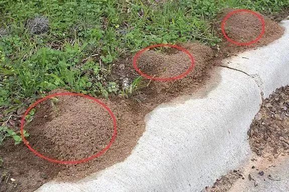 漫说健康 广东一村民被红火蚁咬后休克：路边看到这种小土堆，劝你别作死