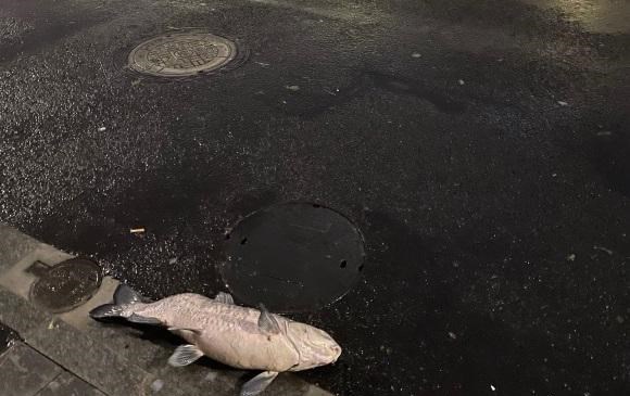 运势 上海一男子在街头发现大鱼，比井盖还长，网友：趁没人快捡吧