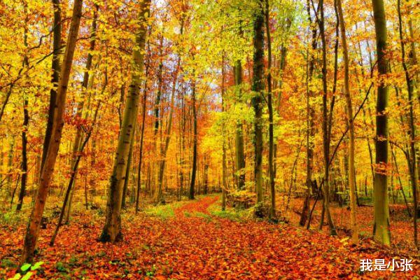 处女座|有野心，知人善用的3大生肖，有很强的洞察力，善于运筹帷幄