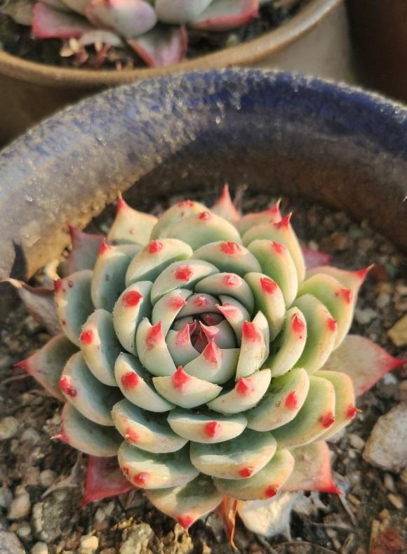 说说家装那点事儿|养多肉也分等级，按照大众路线走，不要乱买，小心吃大亏