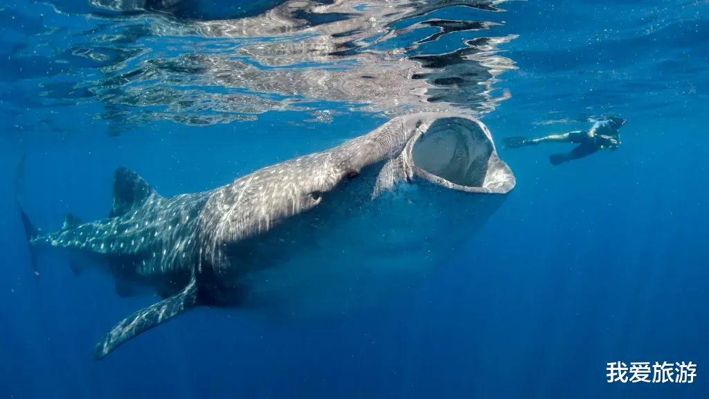 鲨鱼 世界上最大的鲨鱼