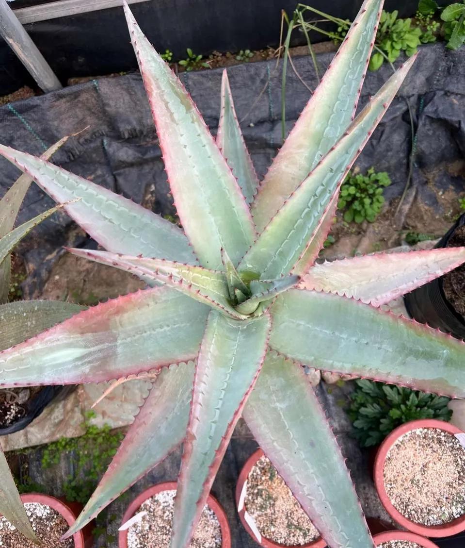 绿萝吊兰“靠边站”，“吸甲醛”最厉害的就属它！