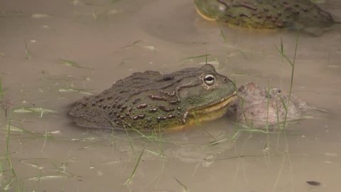 非洲巨蛙 世界上现存最大的青蛙，体长可达一米，为啥还会濒临灭绝？
