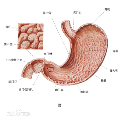 喝咖啡的松子茶 急性胃炎听课笔记