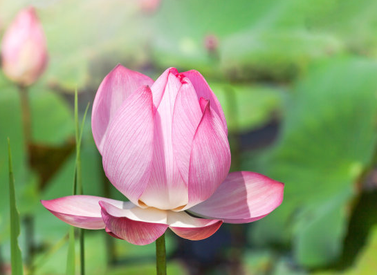 星临天下|8月中旬一到，运势大开，4属相吉星庇佑，桃花不断，横财进家门
