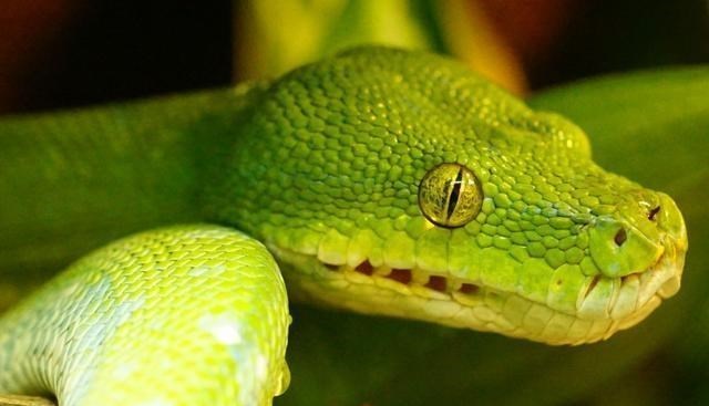 毒液 比蛇毒还厉害?研究发现:未来人类可能进化出分泌毒液的能力?