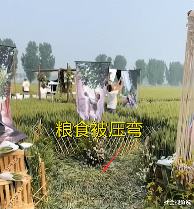 社会视角说 河北新人在麦田举行婚礼,却把即将收获的麦子压弯:糟蹋粮食!