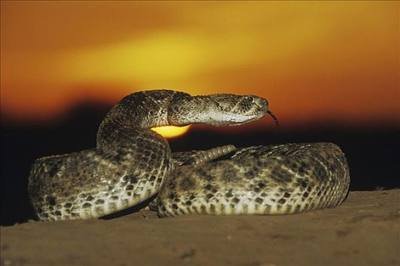 毒蛇 3种毒蛇，蛇中的奇葩，死后放毒的、抓住自杀的、吃蛇的！