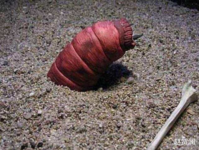 毒液 死亡之虫真存在?传说能喷射毒液,眼放闪电,探险家不惜以身犯险