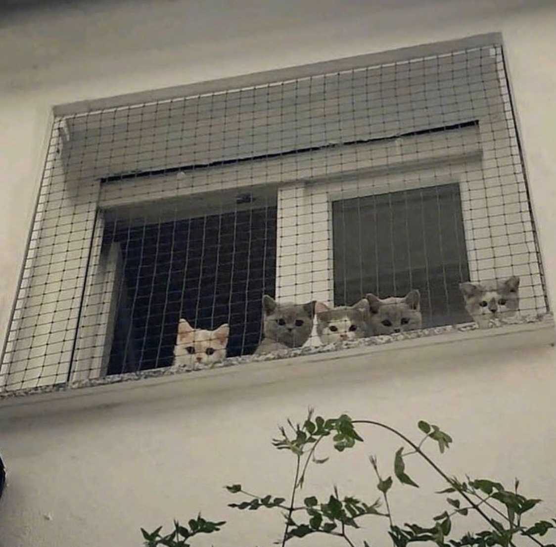 桉月|表情包:一窝小可爱太萌了