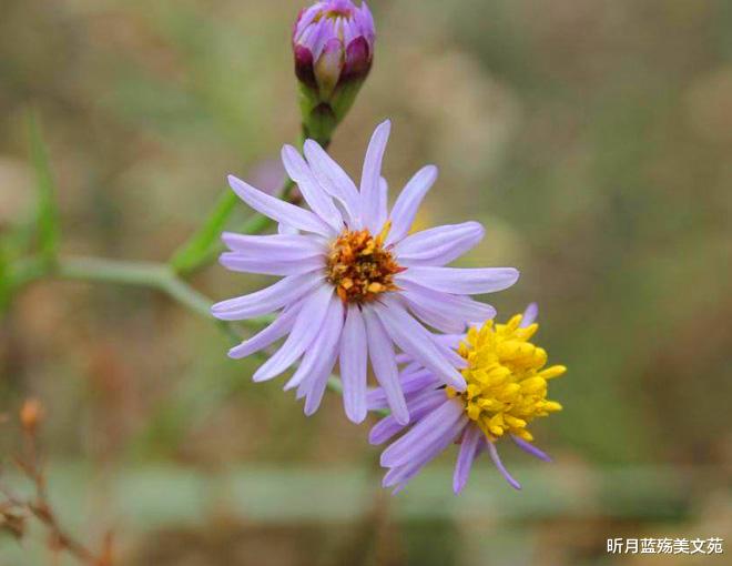 昕月蓝殇美文苑|一转身,一辈子,一回眸,一场醉