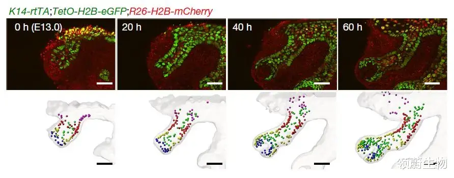 基因 头发再生获得重要突破，追踪毛囊的起源和形成过程，绘制4D路线图