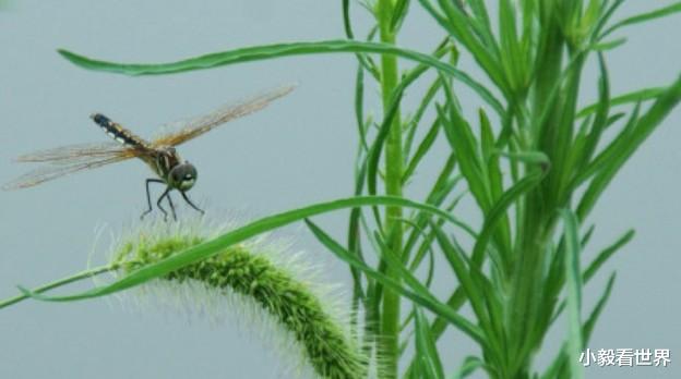 梁万年 现在的蜻蜓飞去哪里了？为何现在很难看到它的身影？