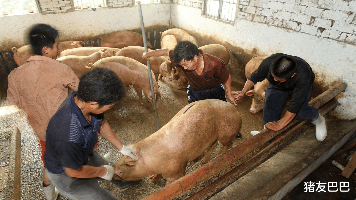 生猪价格 30日猪价溃退，游资育肥付出惨痛教训，屠企无差别压价，图啥？