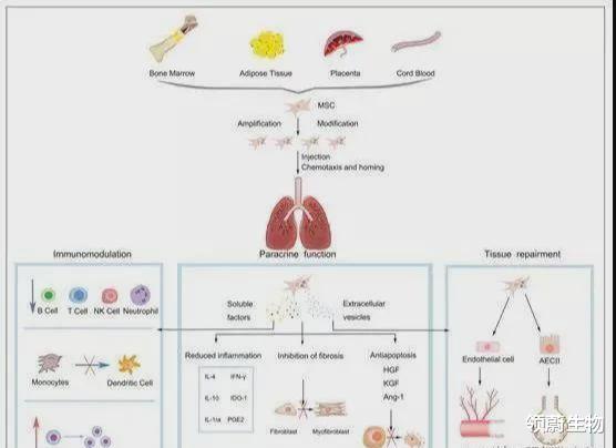 苏铁 连续获得临床批件！国内间充质干细胞转化应用将走向大众